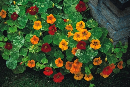 Picture of Nasturtium Tom Thumb Series - Alaska Mixed